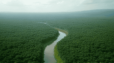 Deforestation in the Amazon: What Happens If the 'Lungs of the Earth' Disappear?