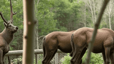 Rewilding Explained: Can Bringing Back Apex Predators Restore Ecosystems?